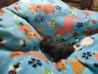 #3 Female Frenchie Puppy, a female French Bulldog for sale in Augusta, GA – 2 of 4