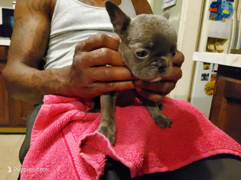 #1 Male Frenchie Puppy – French Bulldog puppy for sale in Augusta, GA