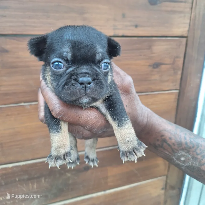 #3 Female Frenchie Puppy – French Bulldog puppy for sale in Augusta, GA