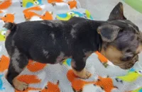 #4 Male Frenchie Puppy, a male French Bulldog for sale in Augusta, GA – 2 of 8