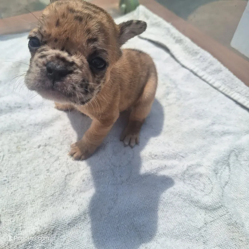 #2 Female Frenchie Puppy – French Bulldog puppy for sale in Augusta, GA