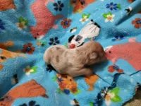 #2 Male Frenchie Puppy, a male French Bulldog for sale in Augusta, GA – 2 of 5