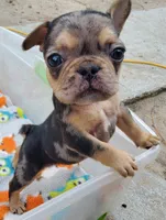 #4 Male Frenchie Puppy, a male French Bulldog for sale in Augusta, GA – 1 of 8