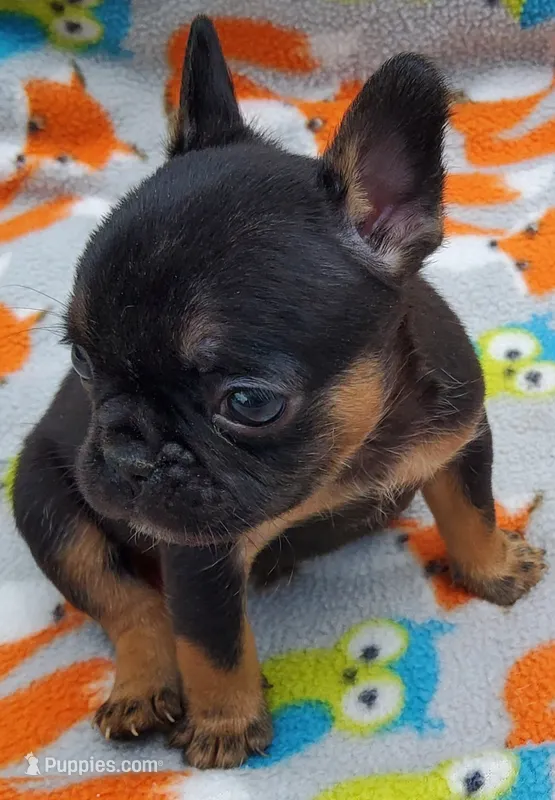 #3 Female Frenchie Puppy – French Bulldog puppy for sale in Augusta, GA