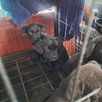 #1 Male Mix Puppy, a male Labrador Retriever for sale in Augusta, GA – 3 of 3