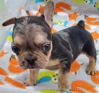 #4 Male Frenchie Puppy, a male French Bulldog for sale in Augusta, GA – 5 of 8
