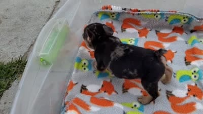 #4 Male Frenchie Puppy, a male French Bulldog for sale in Augusta, GA – 8 of 8