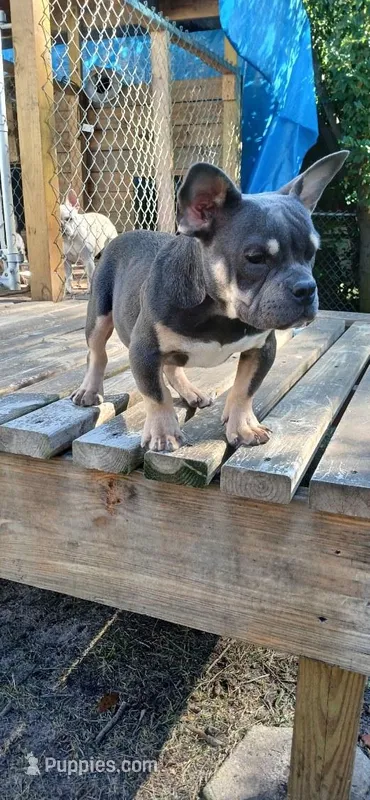 Euro, a male American Bully for sale in Augusta, GA – Photo 1 of 5