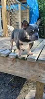 Euro, a male American Bully for sale in Augusta, GA – Photo 1 of 5