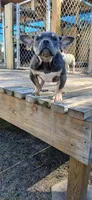Euro, a male American Bully for sale in Augusta, GA – Photo 3 of 5