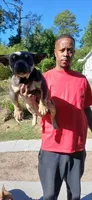 Euro, a male American Bully for sale in Augusta, GA – Photo 2 of 5