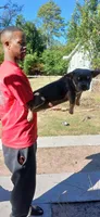 Euro, a male American Bully for sale in Augusta, GA – Photo 5 of 5