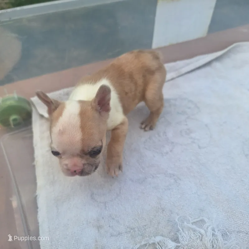 #3 Female Frenchie Puppy – French Bulldog puppy for sale in Augusta, GA