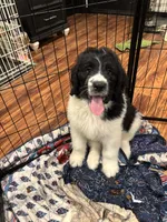 Harry Potter, a male Poodle - Standard  and Saint Berdoodle for sale in Vancouver, WA – 2 of 2