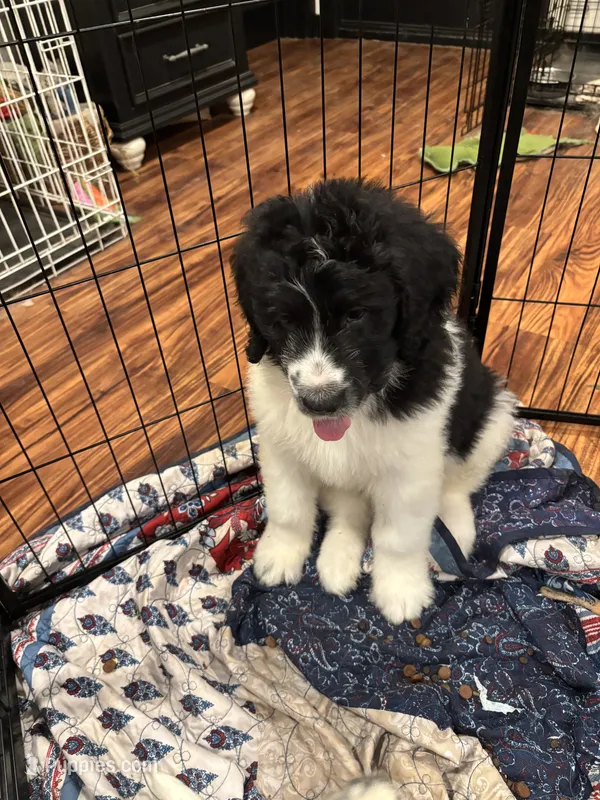 Harry Potter – Poodle - Standard , Saint Berdoodle puppy for sale in Vancouver, WA