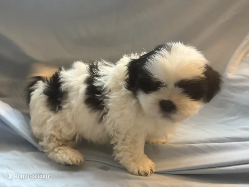You name the puppy – Shih Tzu puppy for sale in Atlanta, GA