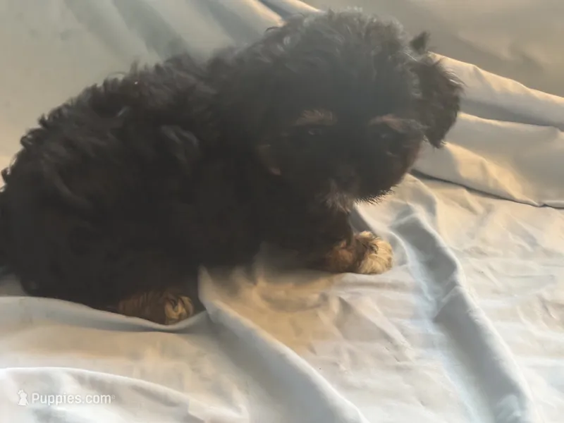 You name the puppy – Shorkie puppy for sale in Atlanta, GA