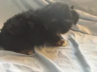 You name the puppy, a male Shorkie for sale in Atlanta, GA – 1 of 1