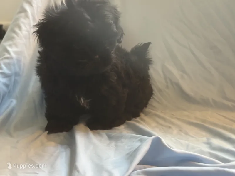You name the puppy – Shih Tzu puppy for sale in Atlanta, GA
