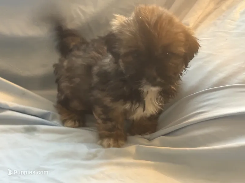 You name the puppy – Shorkie puppy for sale in Atlanta, GA