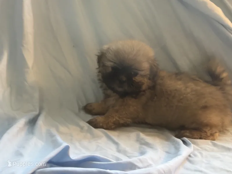 You name the puppy – Shih Tzu puppy for sale in Atlanta, GA