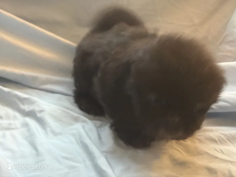 You name the puppy – Shih Tzu puppy for sale in Atlanta, GA