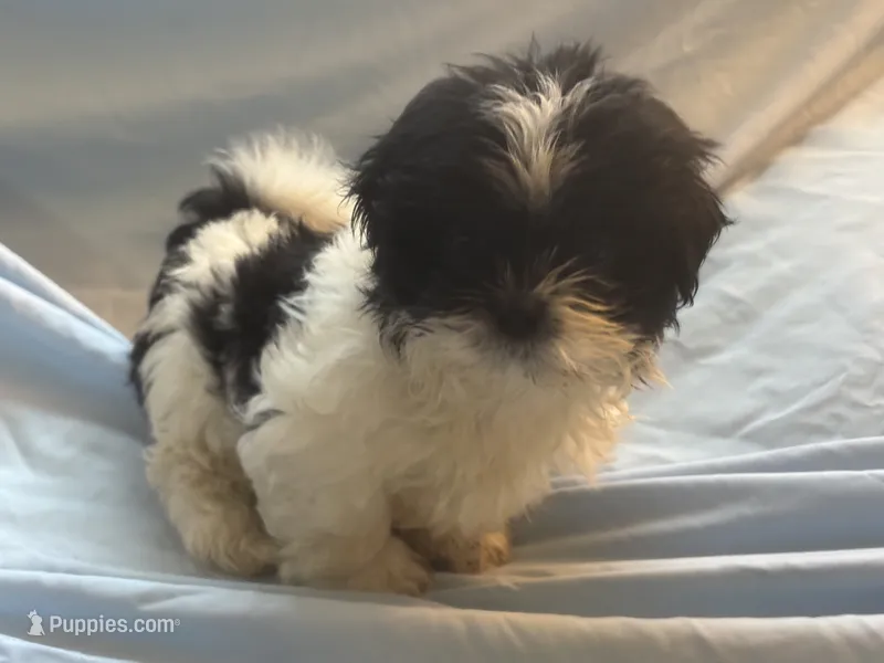 You name the puppy – Shih Tzu puppy for sale in Atlanta, GA