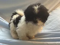 You name the puppy, a male Shih Tzu for sale in Atlanta, GA – 1 of 1
