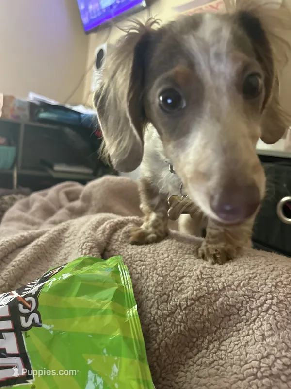 nugget – Miniature Dachshund puppy for sale in Brooksville, FL