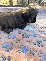 Pablo, a male Shih Tzu for sale in Downey, CA – 3 of 4