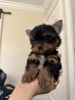 Teddy jr, a male Yorkshire Terrier for sale in Downey, CA – Photo 3 of 3