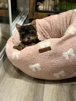 Teddy jr, a male Yorkshire Terrier for sale in Downey, CA – Photo 1 of 3