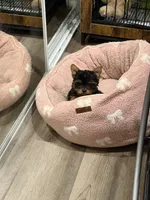 Teddy jr, a male Yorkshire Terrier for sale in Downey, CA – Photo 2 of 3