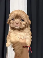 Bluey , a male Shih Tzu for sale in Downey, CA – 3 of 3