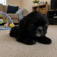 Bella , a female Shih Tzu for sale in Downey, CA – 1 of 3