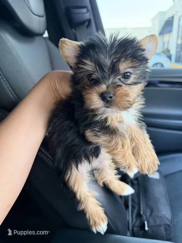 Bruno  – Yorkshire Terrier puppy for sale in Downey, CA