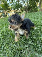 Bruno , a male Yorkshire Terrier for sale in Downey, CA – Photo 1 of 3
