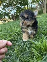 Bruno , a male Yorkshire Terrier for sale in Downey, CA – Photo 2 of 3