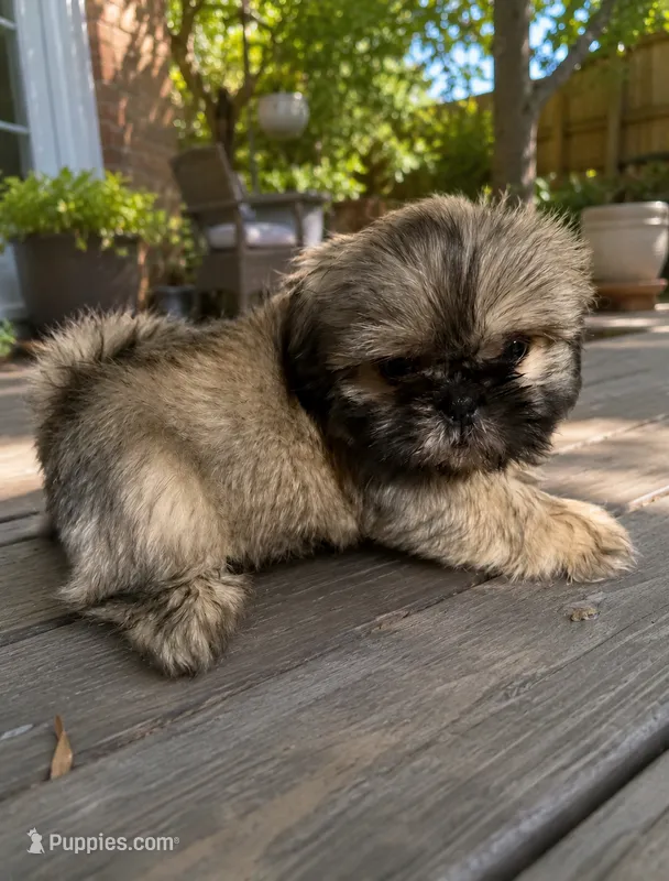 Mufasa  – Shih Tzu puppy for sale in Downey, CA