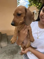 Charlie , a male Dachshund for sale in Downey, CA – Photo 2 of 2