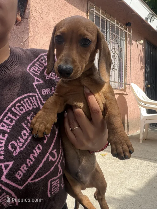 Charlie  – Dachshund puppy for sale in Downey, CA