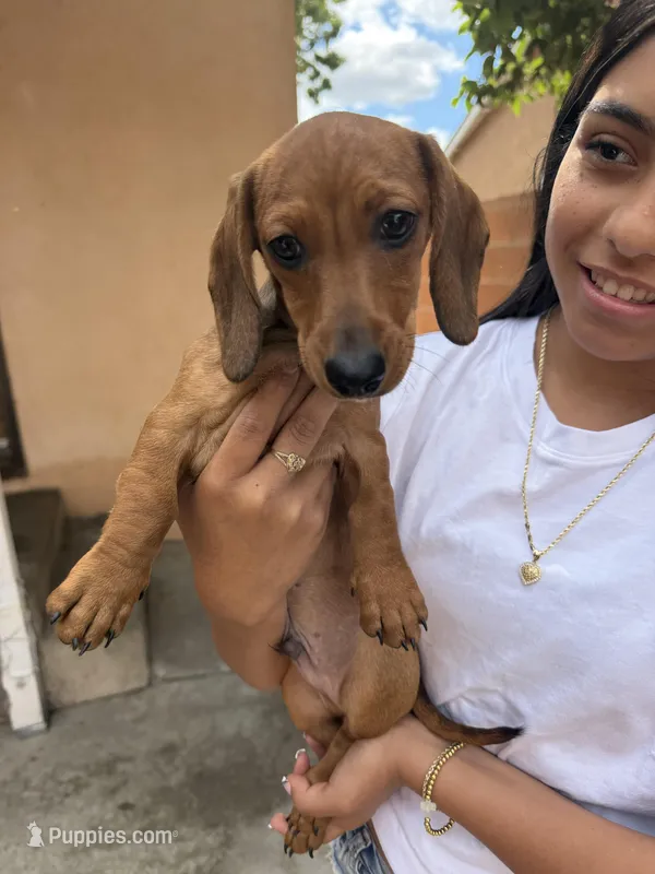 Charlie  – Dachshund puppy for sale in Downey, CA