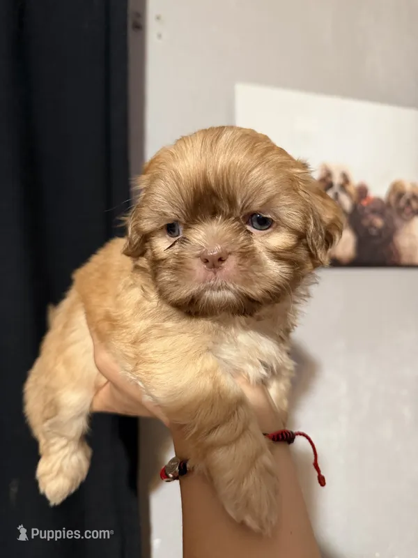 Bluey , a male Shih Tzu for sale in Downey, CA – 1 of 3