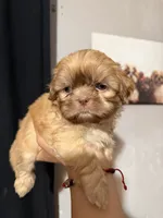 Bluey , a male Shih Tzu for sale in Downey, CA – 1 of 3