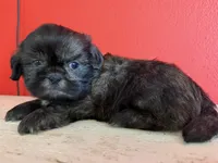 Osito, a male Shih Tzu for sale in Downey, CA – 3 of 4