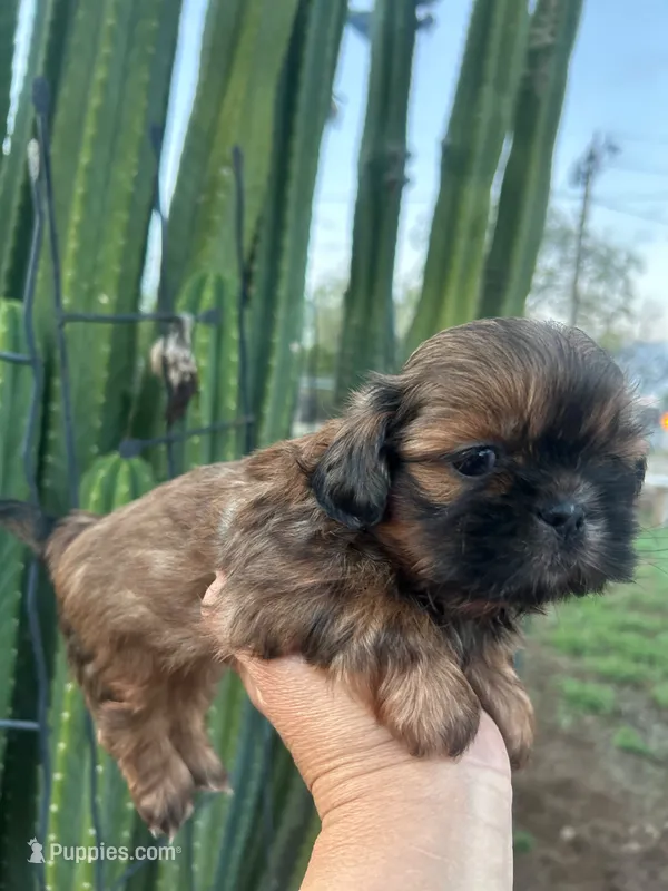 Charlie  – Shih Tzu puppy for sale in Downey, CA