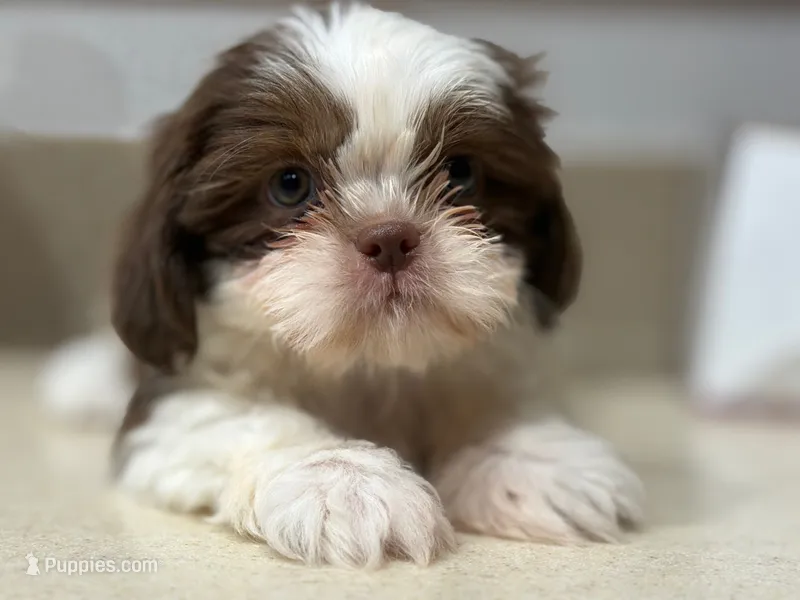 Biscuit – Shih Tzu puppy for sale in Downey, CA