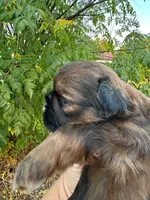 Charlie , a male Shih Tzu for sale in Downey, CA – 2 of 4
