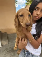 Bruno, a male Dachshund for sale in Downey, CA – Photo 2 of 2