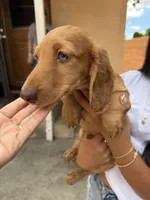Bruno, a male Dachshund for sale in Downey, CA – Photo 1 of 2